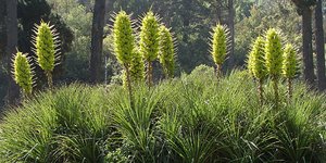 Puya chilensis: Το εξωτικό φυτό με τα αγκίστρια που τρώει πρόβατα [εικόνες & βίν
