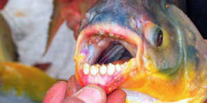 Σοκ στη Γαλλία: Το φονικό ψάρι με τα ανθρώπινα δόντια εντοπίστηκε και στον Σηκου