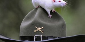 Tέρμα οι σκύλοι – Τα νέα «λαγωνικά» της αστυνομίας είναι οι αρουραίοι