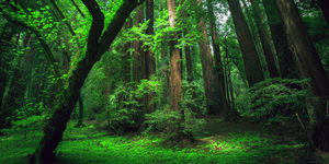 Αμαζόνιος:Ο πνεύμονας της Γης με τα 390 δισεκατομμύρια δέντρα από 16.000 είδη [ε