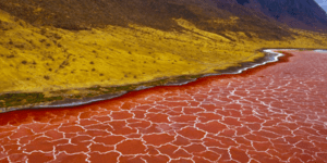 Λίμνη στην Τανζανία μετατρέπει σε πέτρα ότι βρεθεί στα νερά της [εικόνες]