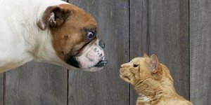 Σκύλος ή γάτα; Τι αποκαλύπτει αυτή η επιλογή για τον χαρακτήρα σας [εικόνα]