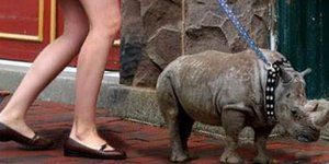 Γιατί η Καλιφόρνια έχει... αστυνομία μόδας και οι σαύρες ζουν εκεί σαν βασιλιάδε