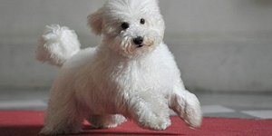 Το νέο χόμπι του Μπερλουσκόνι -Ανοιξε λογαριασμό στο Facebook για τον Ντούντου