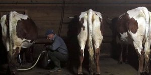 Αγελάδες... βομβιστές στη Γερμανία -Προκάλεσαν έκρηξη σε φάρμα με τα αέρια που α