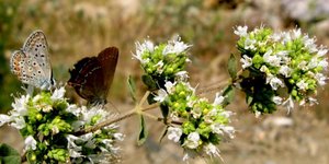 Χρυσές επιδοτήσεις έως 100.000 ευρώ για καλλιέργεια αρωματικών φυτών -Ποιες δαπά