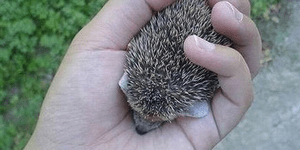 Πόζες που κάνουν τους πάντες να λιώνουν: Ενα απίστευτο σκατζοχοιράκι χωράει σε μ