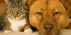Το ημερολόγιο ενός σκύλου και μιας γάτας: Ημέρα 983 της αιχμαλωσίας μου... [εικό