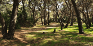 Τα πεύκα σύμμαχοι κατά της κλιματικής αλλαγής: Η μυρωδιά τους συμβάλει στο σχημα