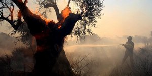 Ενας φρικτός χάρτης αποκαλύπτει την τεράστια δασική έκταση που έχει καταστραφεί 