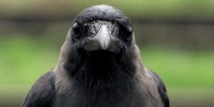 Τα κοράκια έχουν ευφυΐα 7χρονου παιδιού: Ενα απίστευτο πείραμα από το Οκλαντ [βί