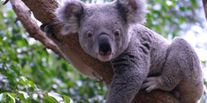 Τι κοινό έχουν οι άνθρωποι και τα κοάλα: Μία παρόμοια πορεία εξέλιξης