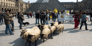Πρόβατα εισέβαλαν στο Μουσείο του Λούβρου: Μία πρωτότυπη κίνηση στη Γαλλία [βίντ