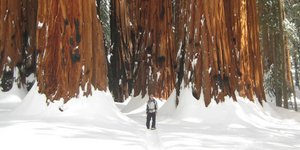 Αυτό είναι το μεγαλύτερο δέντρο στον κόσμο: Χρειάστηκε 126 λήψεις για να φωτογρα