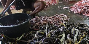 Φρικτές εικόνες από την Ινδονησία όπου φτιάχνονται τσάντες από δέρμα φιδιού -Πώς