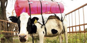 Τώρα και οι αγελάδες παράγουν ηλεκτρική ενέργεια – Με ένα σακίδιο στη πλάτη να σ