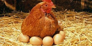 Πώς ετοιμάζονται τα αυγά στο εργοστάσιο: Από την κότα στο τραπέζι μας [βίντεο]