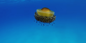 Τρομακτική μέδουσα στις ακτές της Μεσογείου κατέγραψε ο φακός Ιταλών δυτών