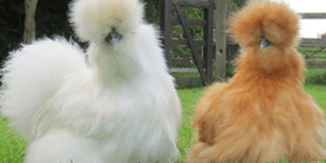 Η νέα μόδα στα κατοικίδια είναι δίποδη και φουντωτή: Μαλλιαρά κοτόπουλα τρελαίνο