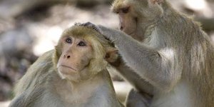 Το μέγεθος του μυαλού παίζει ρόλο: Τα ζώα με μεγαλύτερο εγκέφαλο έχουν περισσότε