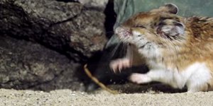 Ατρόμητος ποντικός καταβροχθίζει ζωντανό σκορπιό και γίνεται viral [βίντεο]