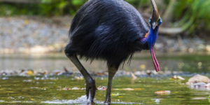Πτηνά που δεν πετάνε: Πώς η θεωρία της εξέλιξης «προσγείωσε» τις στρουθοκαμήλους