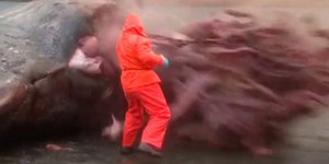 Γιατί οι φάλαινες εκρήγνυνται όταν πεθαίνουν; Επιστημονική εξήγηση σε ένα απίστε