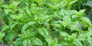 Μαγειρεύοντας με βότανα: Η νοστιμιά της φύσης στην κουζίνα σας [εικόνα]