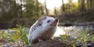 Το ταξίδι του σκαντζόχοιρου: Ενα χνουδωτό ζωάκι μας ξεναγεί στις ΗΠΑ [εικόνες]