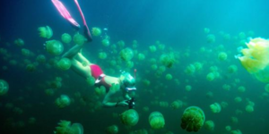 Κολυμπώντας με τσούχτρες: Οι φιλόξενοι «ένοικοι» της λίμνης Παλάου [εικόνες +βίν