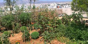Μία φάρμα σε... ταράτσα στο κέντρο της Αθήνας -Λαχανόκηπος