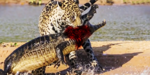 Σοκαριστικό: Λεοπάρδαλη επιτίθεται και τρώει τεράστιο αλιγάτορα [βίντεο]