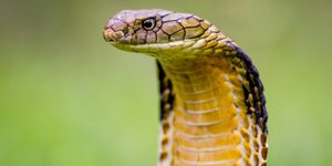 Σεφ σκοτώθηκε όταν τον δάγκωσε αποκεφαλισμένη κόμπρα [βίντεο]