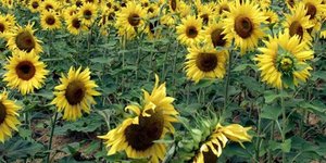 Ο Ηλίανθος και η ελαιοκράμβη άλλαξαν τα δεδομένα στο γεωργικό χάρτη: Τα ενεργεια