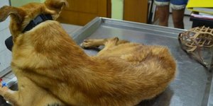 Ενοικιαστής στην Καβάλα παράτησε το σπίτι του και κλείδωσε έξι σκυλιά χωρίς τροφ