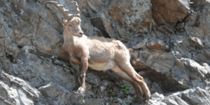 Θαυμαστά είδη: Ζώα με υπερδυνάμεις που θα ζήλευαν και οι X-Men [εικόνες]