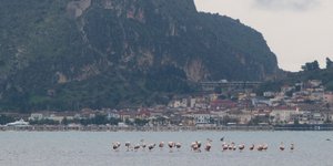 Απίστευτη ομορφιά στην Αργολίδα -Κοπάδι φλαμίνγκο έκανε βόλτες στη θάλασσα [εικό
