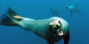 Θαλάσσιο λιοντάρι επιτίθεται στην κάμερα: Δύτης κατέγραψε την συγκλονιστική στιγ