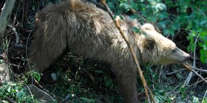 Αρκούδα έκανε βόλτες στο Αργος Ορεστικό -Εφτασε ανάμεσα σε σπίτια