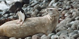 Στην Ανταρκτική οι φώκιες ζευγαρώνουν με πιγκουίνους – Το περίεργο κρούσμα που έγινε συνήθεια [βίντεο]