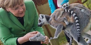 merkel