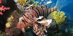 ΦΩΤΟΓΡΑΦΙΑ: WIKIPEDIA