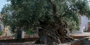 φωτογραφία: Χρήστος Κοτσαύτης