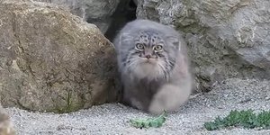Φωτογραφία: Youtube