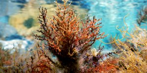 ΦΩΤΟΓΡΑΦΙΑ: EUROKINISSI/ΣΤΕΛΙΟΣ ΜΙΣΙΝΑΣ