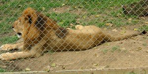 Φωτογραφία: Wikimedia