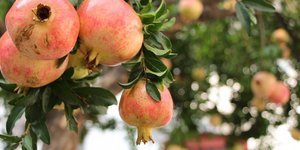 φωτογραφίες: pixabay.com