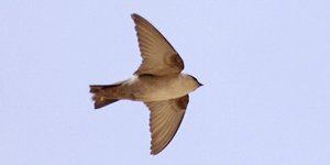 Φωτογραφία: wikipedia 