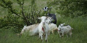 Φωτογραφία: pixabay 