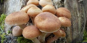 φωτογραφίες: pixabay.com